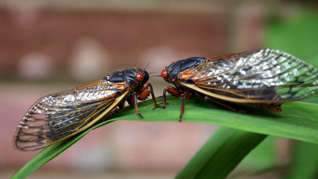 Parte de las cigarras que salen de la tierra después de 17 años están infectadas por un hongo que las lleva a tener hiperactividad sexual