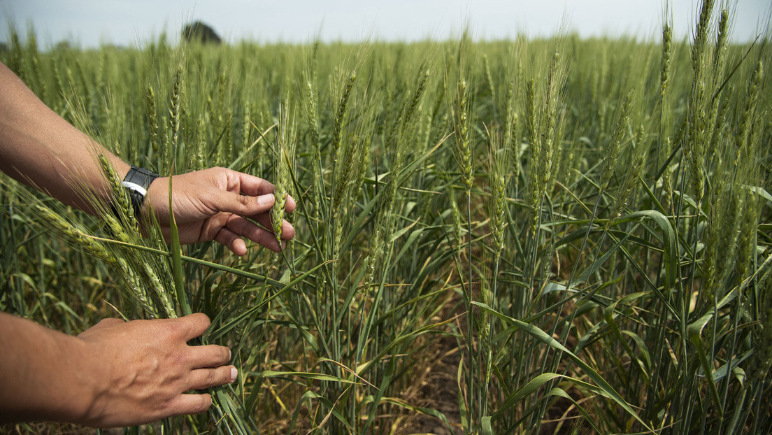 ¿Marcha atrás? La fábrica de alfajores argentinos Havanna aclara que por el momento ninguno de sus productos contiene trigo transgénico