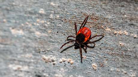 No solo en los bosques: las garrapatas que causan la enfermedad de Lyme abundan también en las playas de California