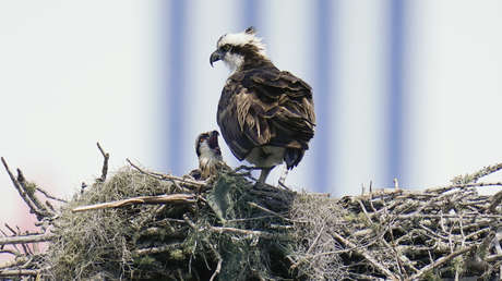 Vándalos sin escrúpulos cortan con una motosierra el nido de dos águilas que pusieron su primer huevo en Gales