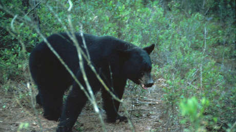 Hallan restos humanos en los estómagos de dos osos encontrados cerca del cadáver de una mujer en EE.UU.