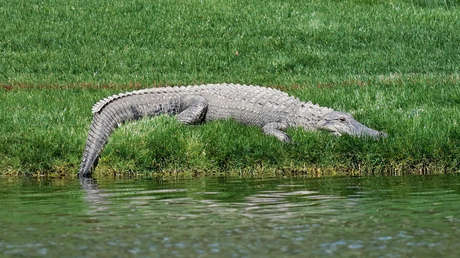 VIDEO: Una policía usa una escoba para devolver a un caimán de 1,2 metros a un estanque