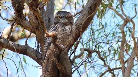 Revelan que el ave con el aspecto 'más desafortunado del mundo' es también la más 'instagrameable' (FOTOS)