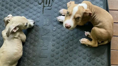 A una pareja vegana se le prohíbe tener mascotas después de alimentar a sus cachorros  "demacrados" con una dieta sin carne
