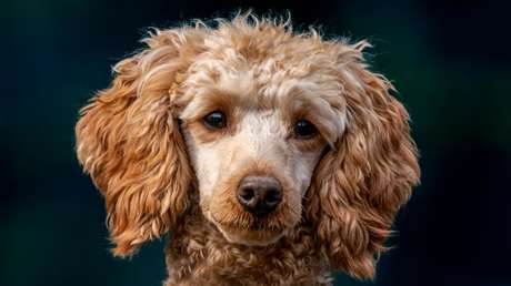 Una mujer acusada de fingir su muerte tras defraudar un millón de euros es detenida en España gracias a su perro