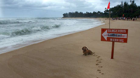 "Mi alma dejó mi cuerpo": El momento en que una niña de 6 años se topa con un tiburón en una playa de Hawái (VIDEO)