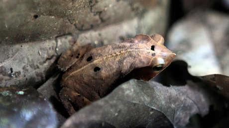 VIDEO: Encuentran a una enorme rana del tamaño de un bebé humano en las Islas Salomón