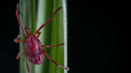 Un hombre contrae tres enfermedades distintas por una sola picadura de garrapata