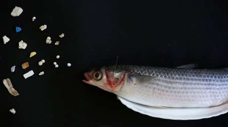 FOTOS: Un hombre pierde su anillo de boda y aparece encajado en el cuerpo de un pez