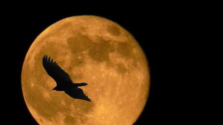 Una aerolínea australiana ofrece un vuelo para observar 'de cerca' la superluna y un eclipse lunar total