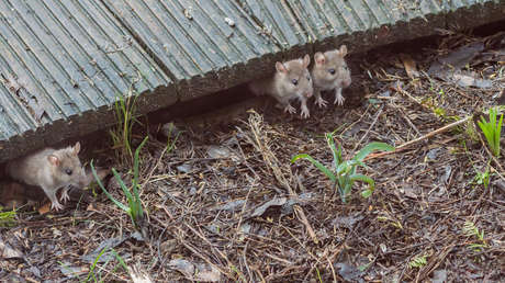 Captan una "lluvia de ratones" en una granja de Australia (VIDEO)