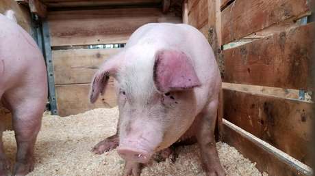 Descubren que cerdos, ratones y ratas pueden respirar a través de sus intestinos