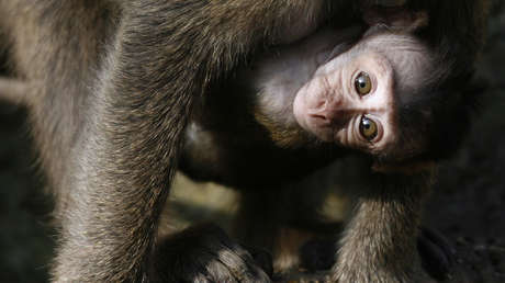 Los laboratorios chinos se quedan sin monos