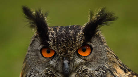 Confirman la observación de una rara especie de búho con ojos anaranjados por primera vez desde 1892 (FOTO)