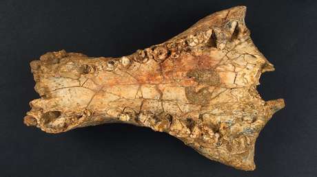 Descubren en Australia una nueva especie de cocodrilo de gran tamaño que habría vivido hace 25 millones de años