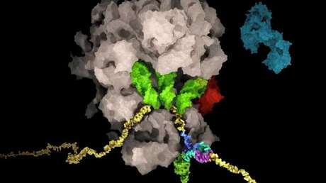 Encuentran "el talón de Aquiles del coronavirus", que permitiría reducir la replicación viral en las células infectadas