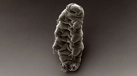 Científicos disparan tardígrados con un cañón para comprobar si podrían sobrevivir a impactos espaciales