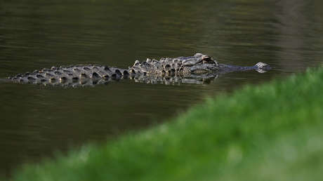 Un hombre salta a un estanque y lucha contra un caimán para salvar a su cachorro
