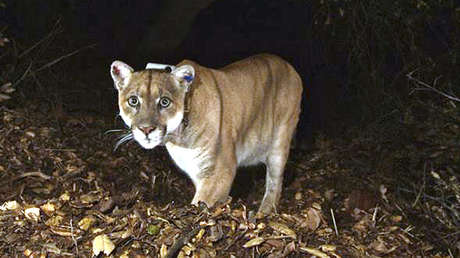 VIDEO: Captan a un puma deambulando por las calles de San Francisco