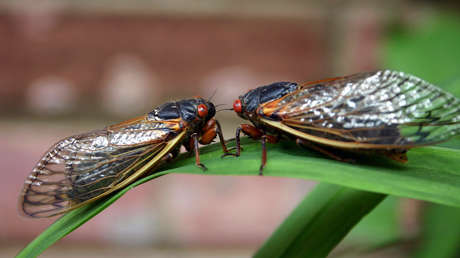 Parte de las cigarras que salen de la tierra después de 17 años están infectadas por un hongo que las lleva a tener hiperactividad sexual