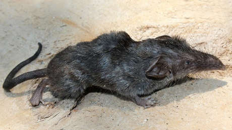 Descubren una nueva especie de musaraña en una isla volcánica de la India, el primer hallazgo de este tipo en más de 40 años