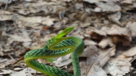 Descubren nuevas especies de bacterias resistentes a múltiples antibióticos en el excremento de una serpiente