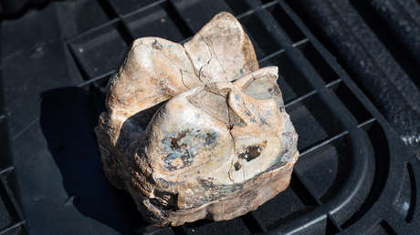 Encuentran un tesoro de fósiles prehistóricos en California que incluye un camello del tamaño de una jirafa