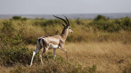 VIDEO: Un antílope africano se trepa sobre un hipopótamo en medio de un estanque en vano intento de escapar de una manada de perros hiena