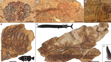 Fósiles hallados en Egipto prueban que los peces sobrevivieron a un pico del calentamiento global hace 56 millones de años