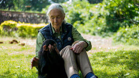 Reconocida naturalista afirma que la "falta de respeto hacia el mundo natural" provocó la pandemia
