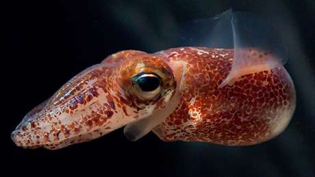 La NASA y SpaceX enviarán al espacio diminutos calamares luminiscentes y osos de agua