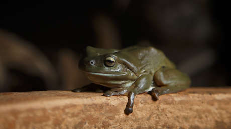 Descubren una encantadora rana 'de chocolate' en Nueva Guinea (FOTO)