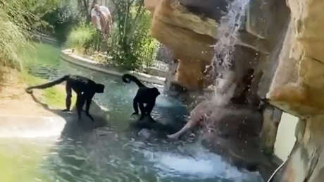 Arrestan a la mujer que irrumpió en el recinto de los monos araña de un zoológico de EE.UU.