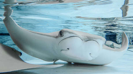 Mueren 12 mantarrayas en una hora por causas desconocidas en un zoológico de EE.UU.