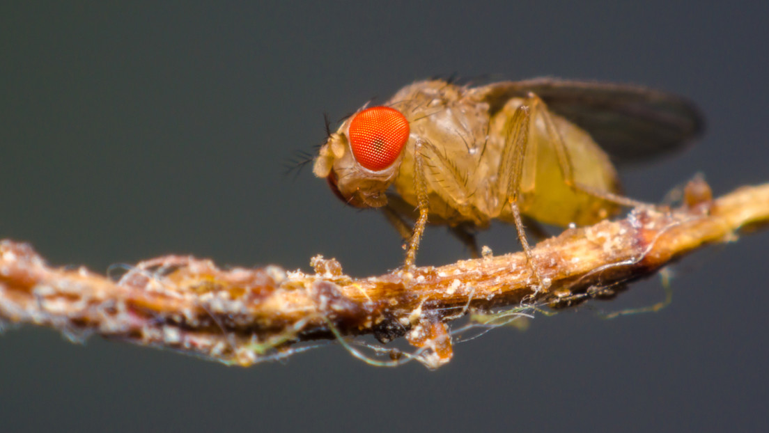 Drosophila melanogaster