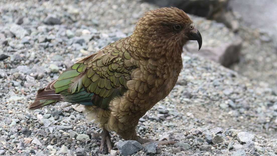 Descubren que una especie de loro pudo haber elegido como hábitat los ecosistemas alpinos para alejarse de los humanos
