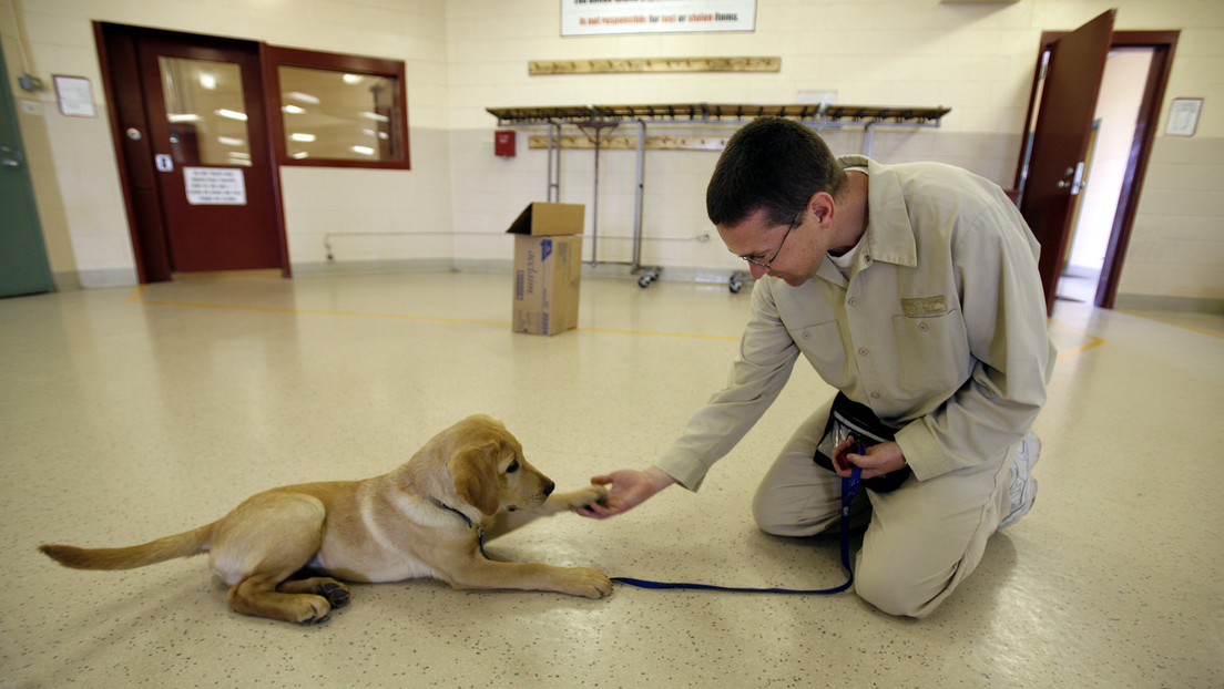 Científicos demuestran que los perros están biológicamente preparados para interactuar con los humanos desde su nacimiento