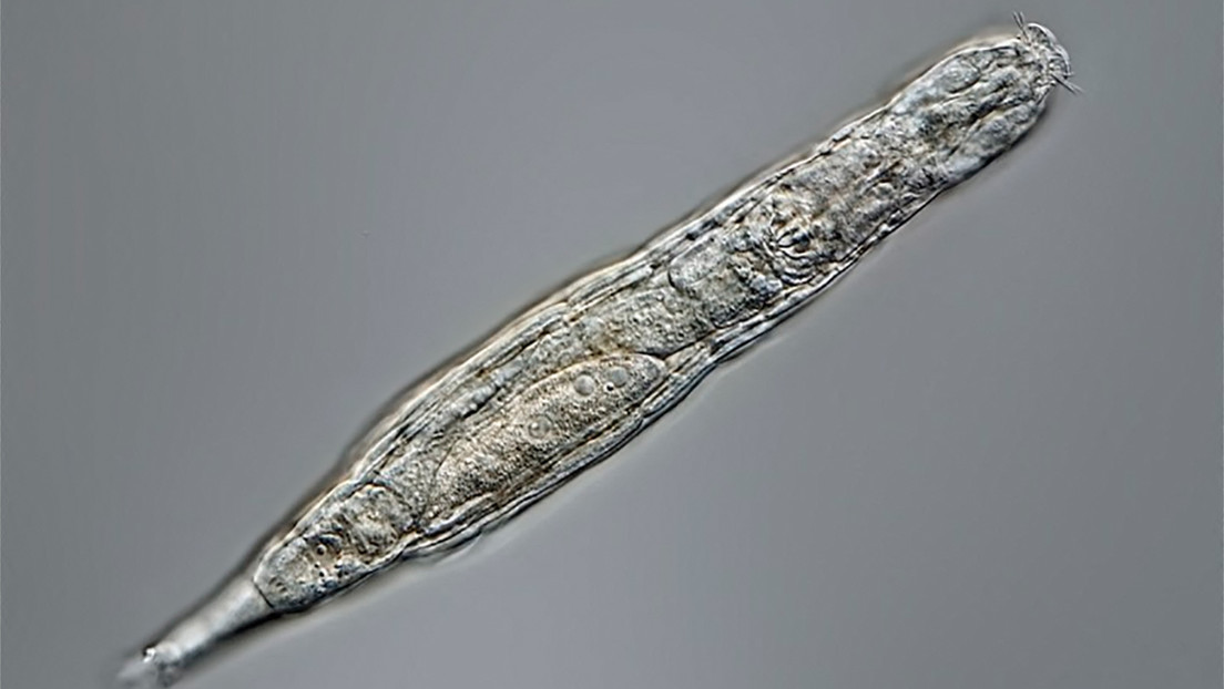 Descubren un diminuto animal que sobrevivió 24.000 años congelado en el permafrost siberiano