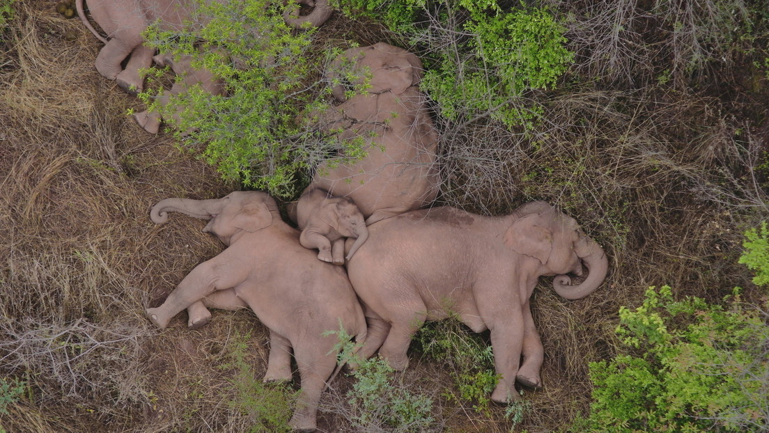 VIDEO: La manada de elefantes que lleva meses vagando por China se toma un descanso tras caminar más de 500 kilómetros