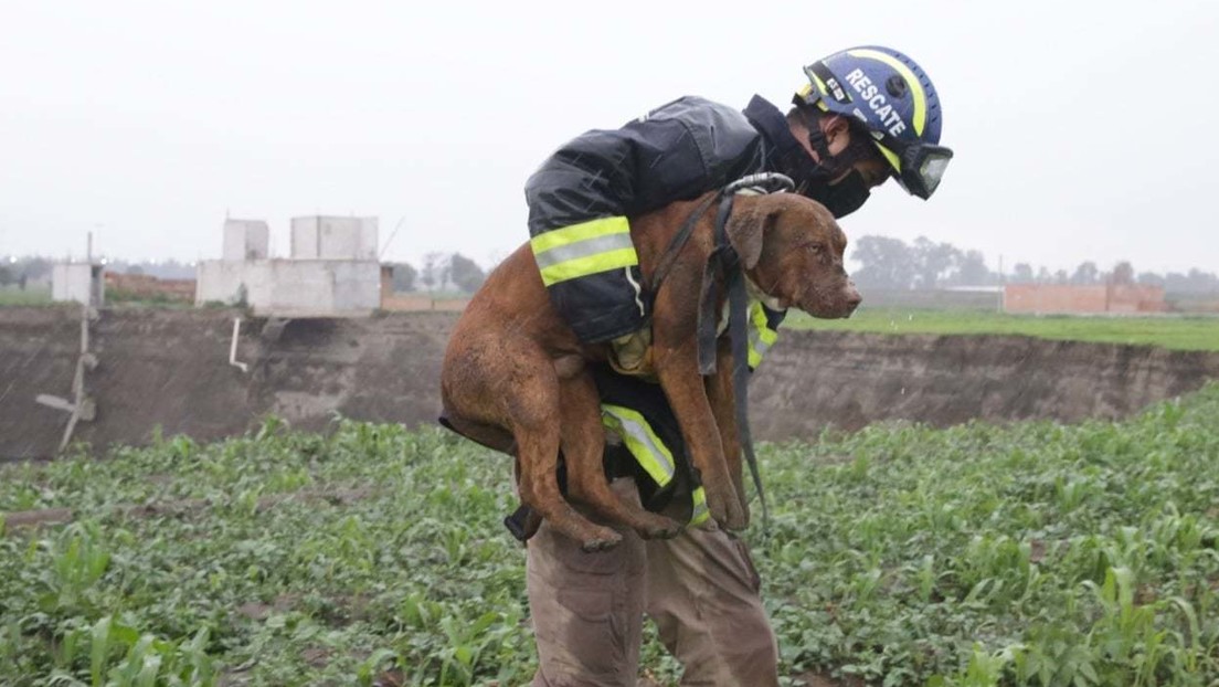 FOTOS: Rescatan a dos perros atrapados en el fondo del gigantesco socavón en México