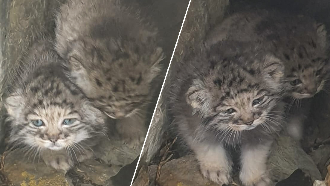 Captan en Siberia a cuatro crías de manul, "uno de los felinos más sigilosos de Rusia" y en peligro de extinción (VIDEO, FOTOS)