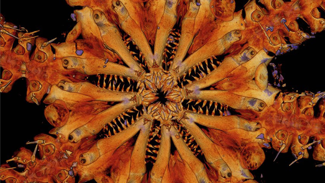 "Esa cosa es todo dientes": Descubren una nueva especie de animal marino con ocho brazos armados con anzuelos y espinas