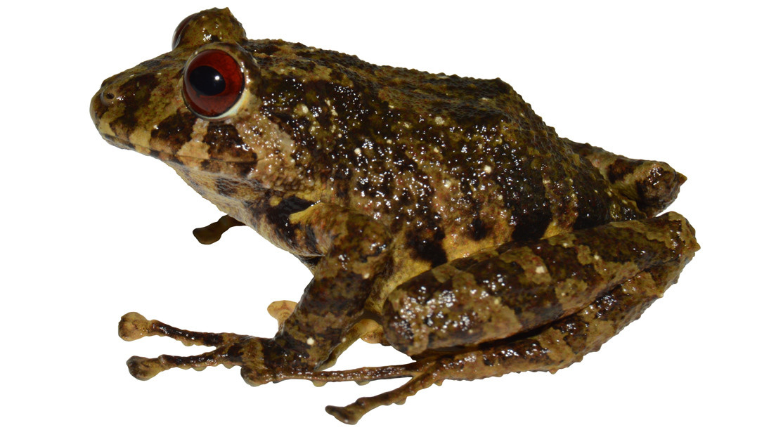 Esta es la nueva especie de rana terrestre descubierta en Suramérica que lleva el nombre de una mítica banda de rock