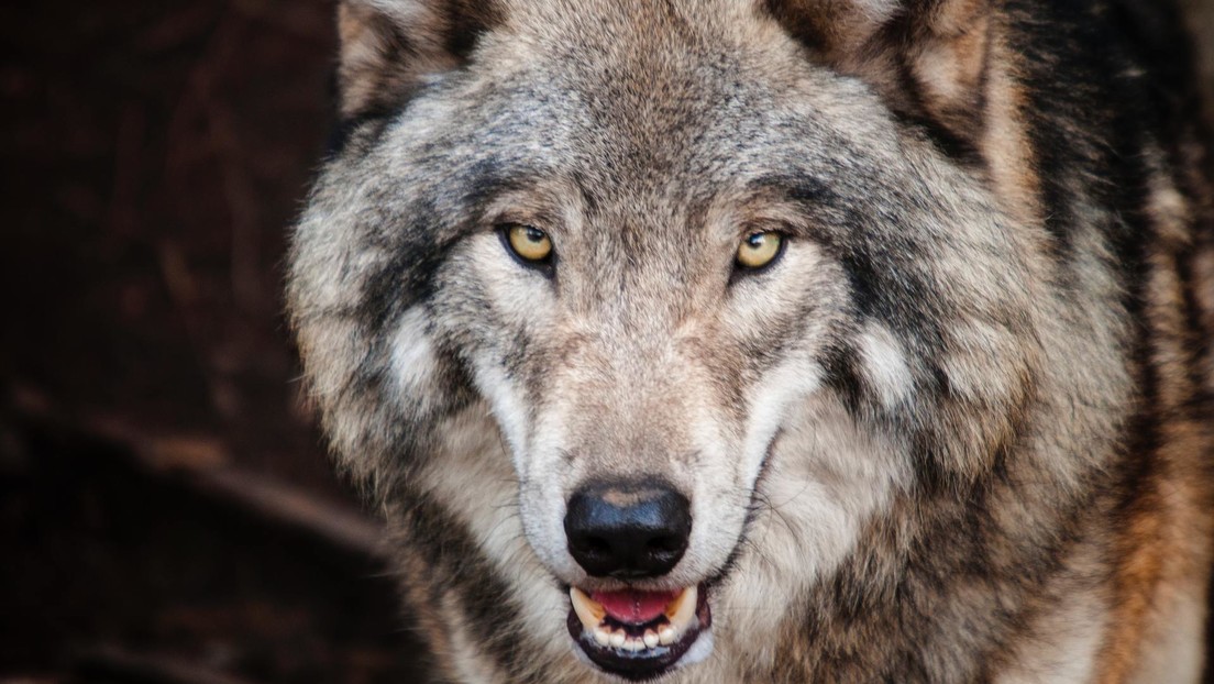 VIDEO: Imágenes de lobos persiguiendo y luchando con los actores de un espectáculo en China se vuelven virales