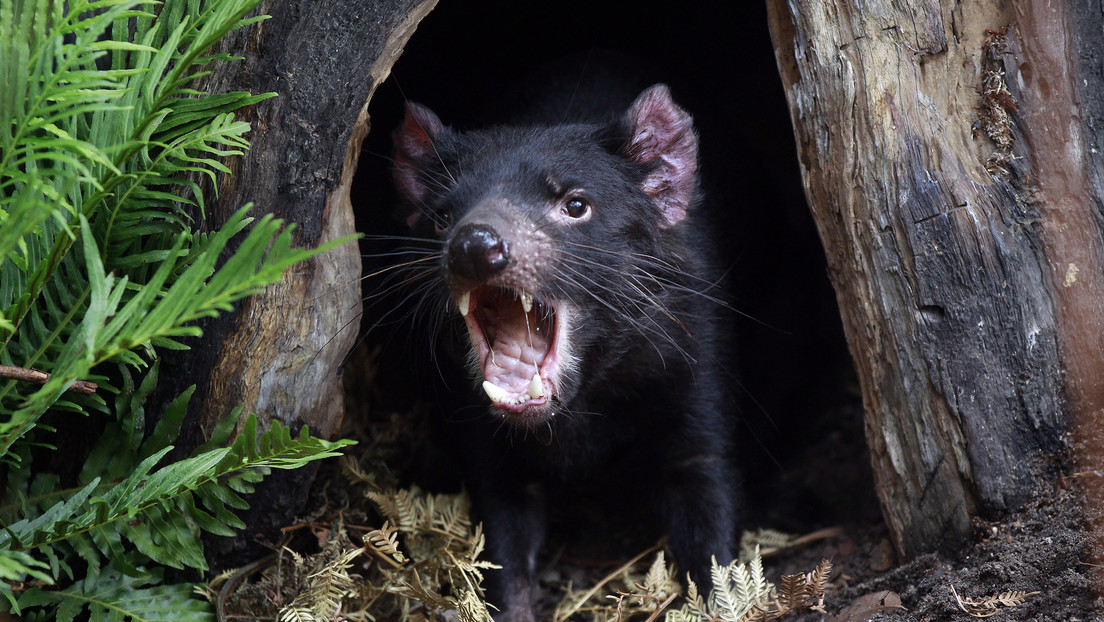 Demonios de Tasmania acaban con toda la población de pingüinos azules en una isla australiana