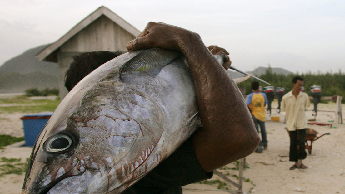 Encuentran una botella de whisky sin abrir en el estómago de un pez