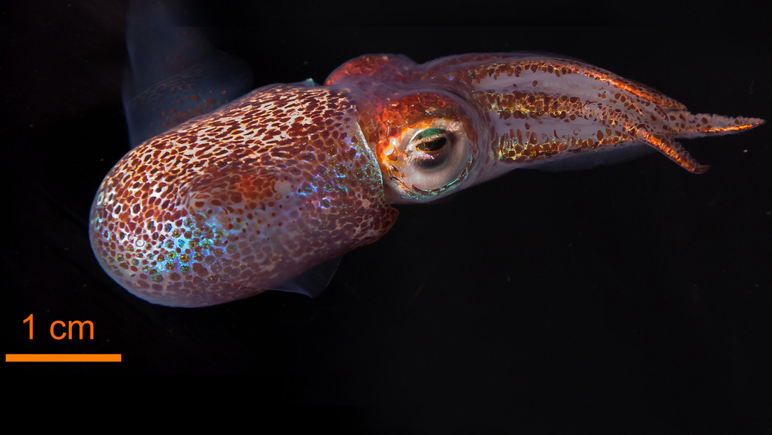 La NASA envía al espacio calamares hawaianos para realizar estudios científicos