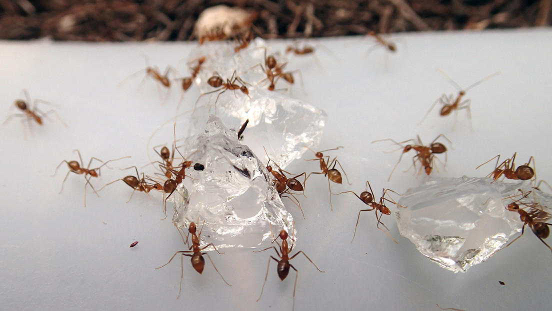 EE.UU. erradica por primera vez una especie invasora de insectos en un territorio en el Pacífico