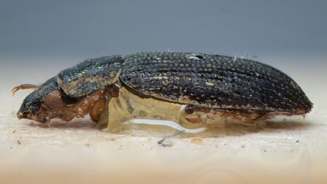 VIDEO: Encuentran escarabajos que andan bocabajo por la parte inferior del agua, como si caminaran 'por el techo'