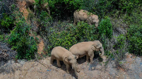 VIDEOS: La manada de elefantes que lleva medio año vagando por China provocando destrozos está a punto de entrar en la capital de la provincia Yunnan